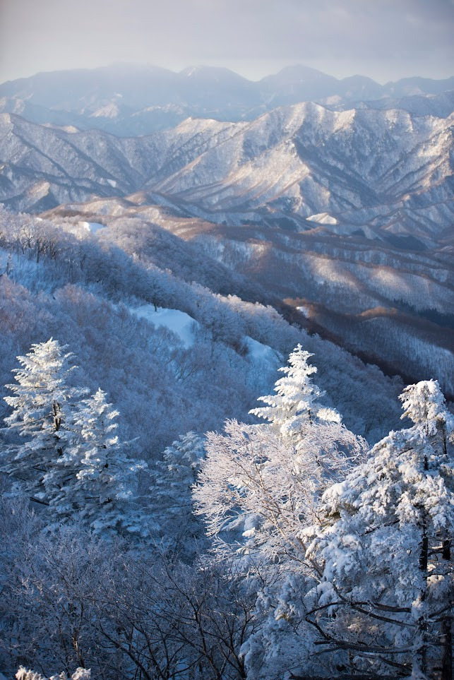 厳冬期に広がる樹氷/南会津町